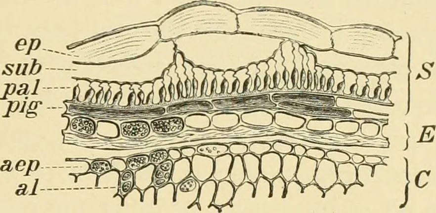 An illustration from The microscopy of vegetable foods, with special reference to the detection of adulteration and the diagnosis of mixtures, 1916, leaf 200