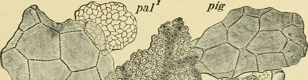 An illustration from The microscopy of vegetable foods, with special reference to the detection of adulteration and the diagnosis of mixtures, 1916, leaf 200