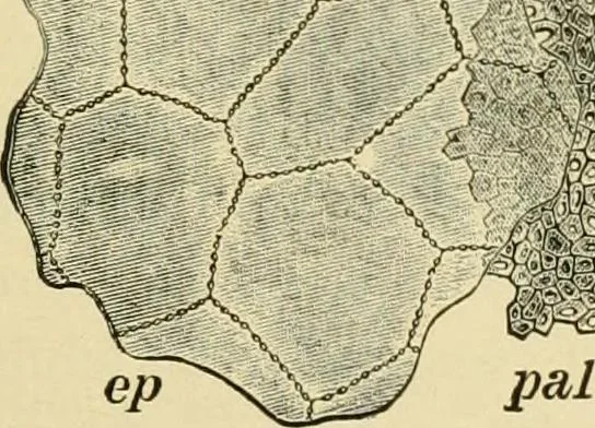 An illustration from The microscopy of vegetable foods, with special reference to the detection of adulteration and the diagnosis of mixtures, 1916, leaf 200
