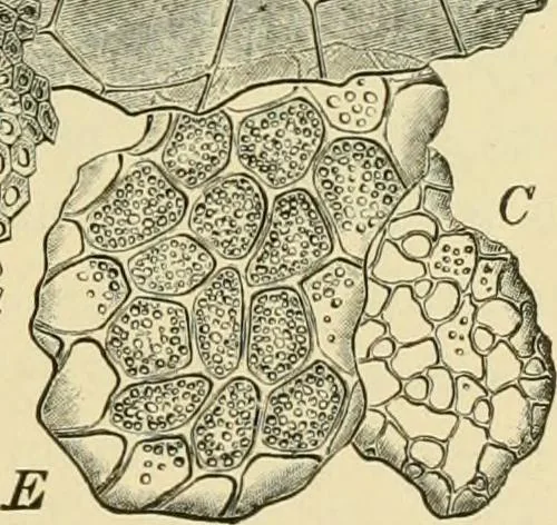 An illustration from The microscopy of vegetable foods, with special reference to the detection of adulteration and the diagnosis of mixtures, 1916, leaf 200