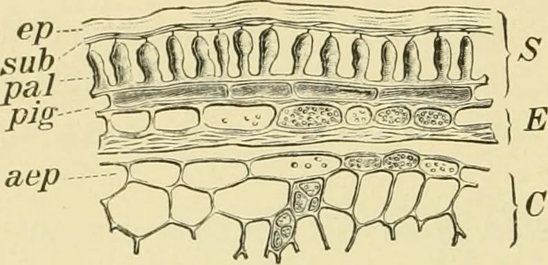 An illustration from The microscopy of vegetable foods, with special reference to the detection of adulteration and the diagnosis of mixtures, 1916, leaf 205