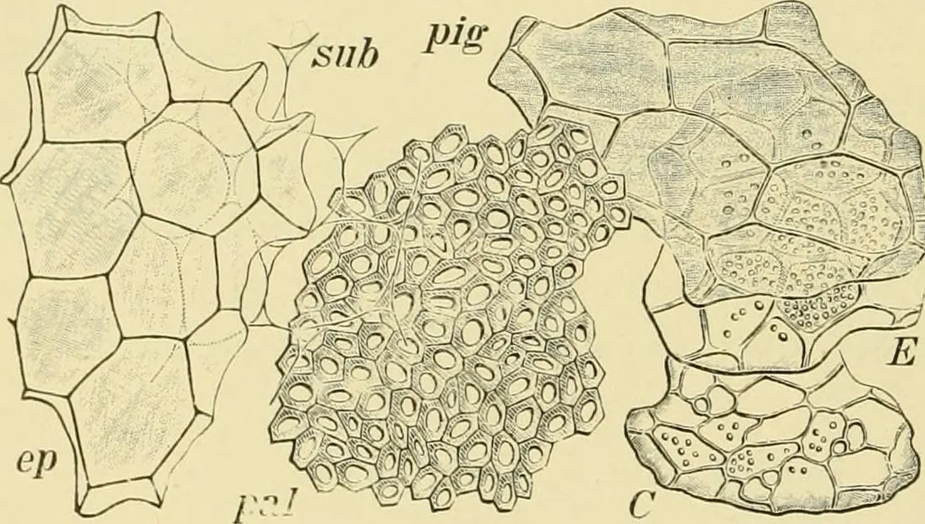 An illustration from The microscopy of vegetable foods, with special reference to the detection of adulteration and the diagnosis of mixtures, 1916, leaf 205