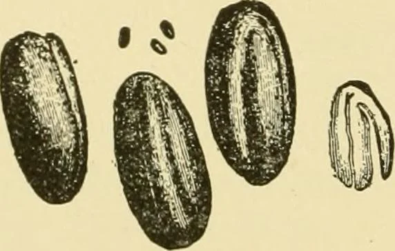 An illustration from The microscopy of vegetable foods, with special reference to the detection of adulteration and the diagnosis of mixtures, 1916, leaf 209