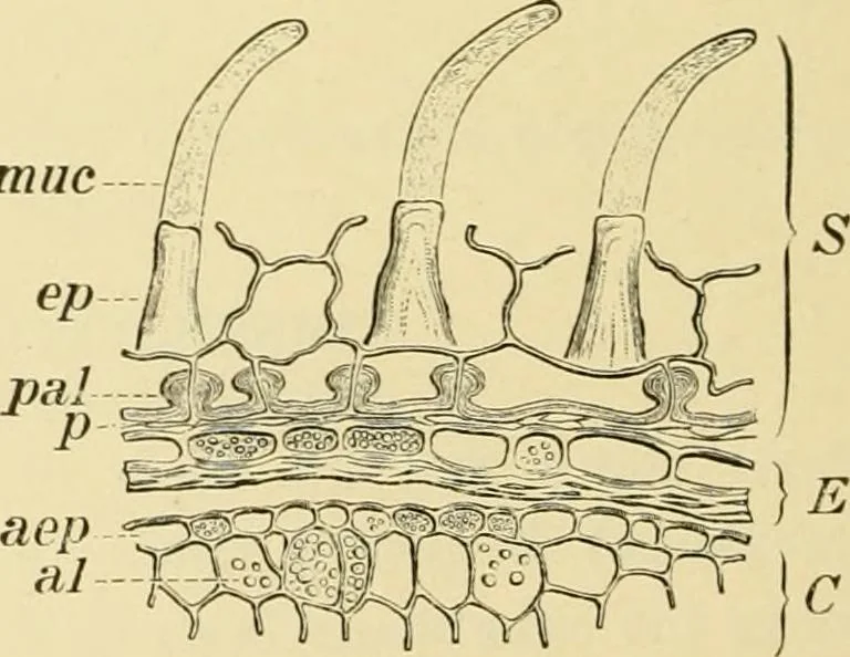 An illustration from The microscopy of vegetable foods, with special reference to the detection of adulteration and the diagnosis of mixtures, 1916, leaf 209