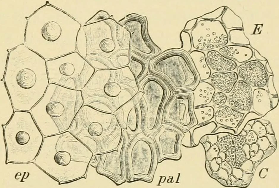 An illustration from The microscopy of vegetable foods, with special reference to the detection of adulteration and the diagnosis of mixtures, 1916, leaf 210
