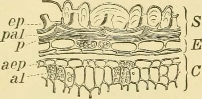 An illustration from The microscopy of vegetable foods, with special reference to the detection of adulteration and the diagnosis of mixtures, 1916, leaf 211