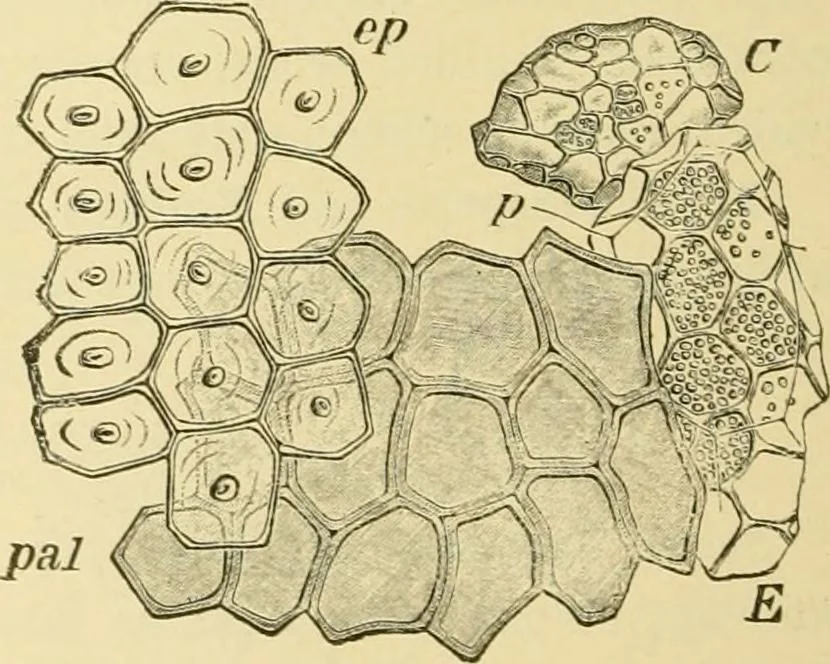 An illustration from The microscopy of vegetable foods, with special reference to the detection of adulteration and the diagnosis of mixtures, 1916, leaf 211
