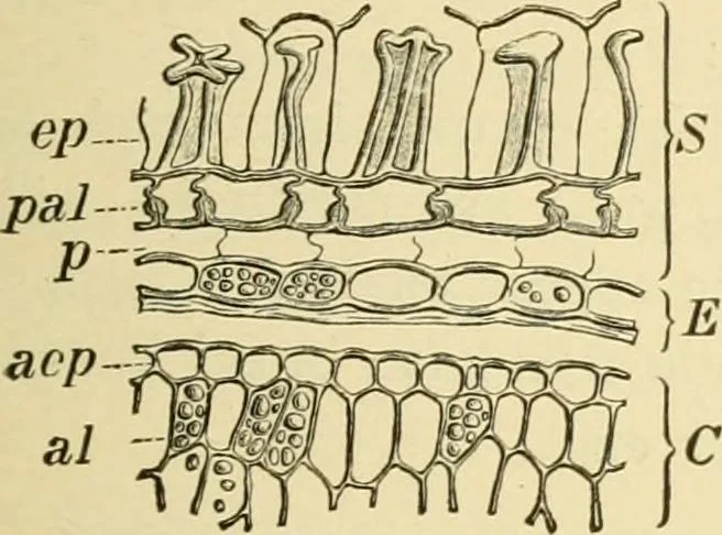 An illustration from The microscopy of vegetable foods, with special reference to the detection of adulteration and the diagnosis of mixtures, 1916, leaf 212