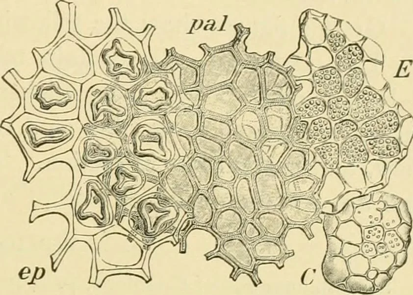 An illustration from The microscopy of vegetable foods, with special reference to the detection of adulteration and the diagnosis of mixtures, 1916, leaf 212