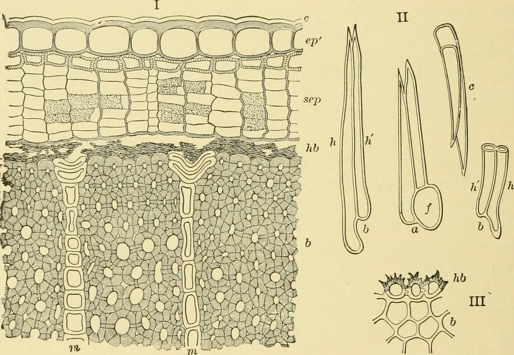 An illustration from The microscopy of vegetable foods, with special reference to the detection of adulteration and the diagnosis of mixtures, 1916, leaf 215