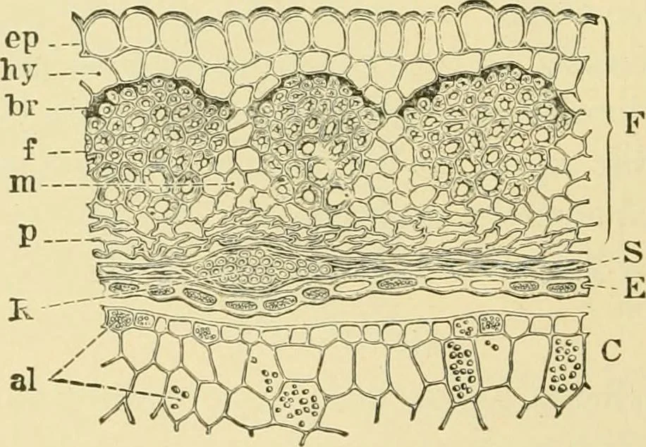 An illustration from The microscopy of vegetable foods, with special reference to the detection of adulteration and the diagnosis of mixtures, 1916, leaf 217