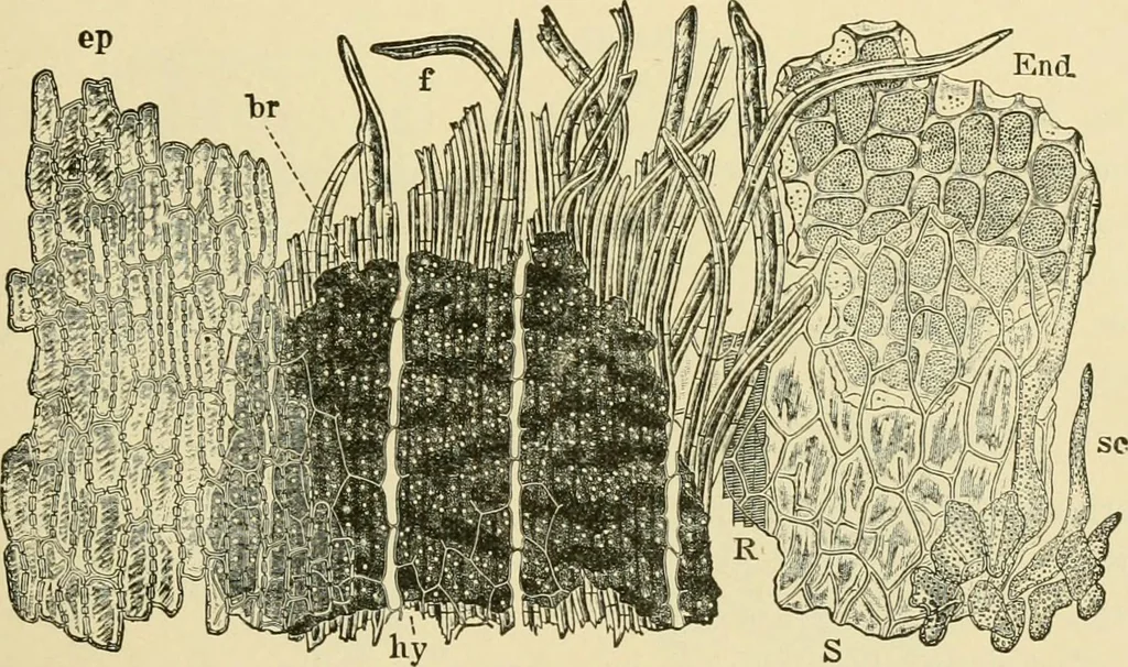 An illustration from The microscopy of vegetable foods, with special reference to the detection of adulteration and the diagnosis of mixtures, 1916, leaf 218