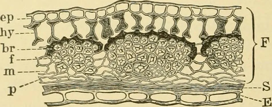 An illustration from The microscopy of vegetable foods, with special reference to the detection of adulteration and the diagnosis of mixtures, 1916, leaf 219