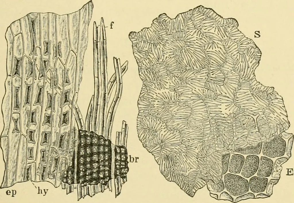 An illustration from The microscopy of vegetable foods, with special reference to the detection of adulteration and the diagnosis of mixtures, 1916, leaf 220