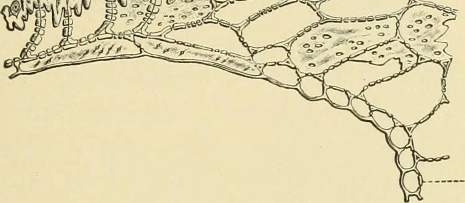 An illustration from The microscopy of vegetable foods, with special reference to the detection of adulteration and the diagnosis of mixtures, 1916, leaf 222