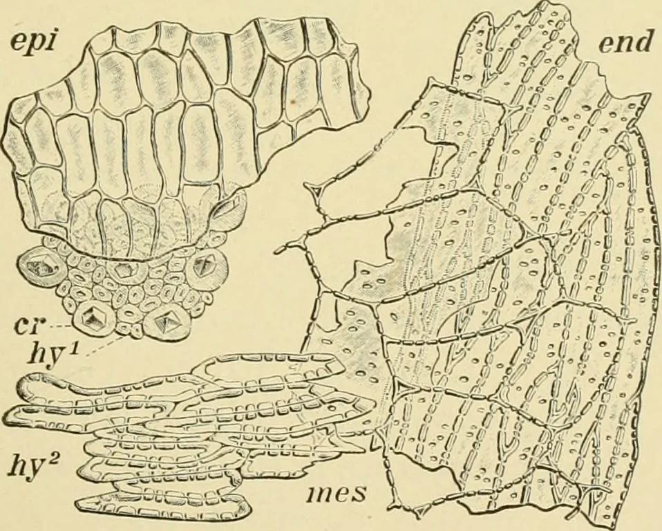 An illustration from The microscopy of vegetable foods, with special reference to the detection of adulteration and the diagnosis of mixtures, 1916, leaf 222
