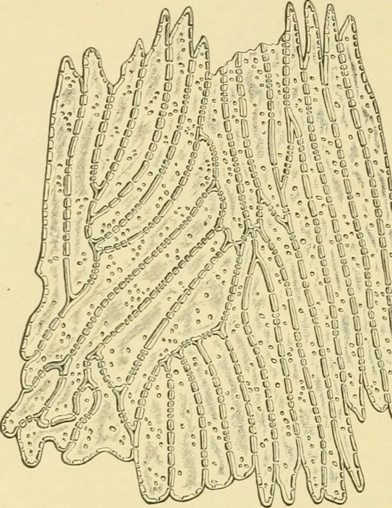 An illustration from The microscopy of vegetable foods, with special reference to the detection of adulteration and the diagnosis of mixtures, 1916, leaf 223