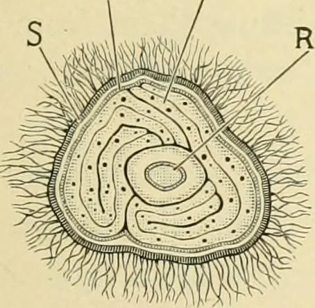 An illustration from The microscopy of vegetable foods, with special reference to the detection of adulteration and the diagnosis of mixtures, 1916, leaf 226