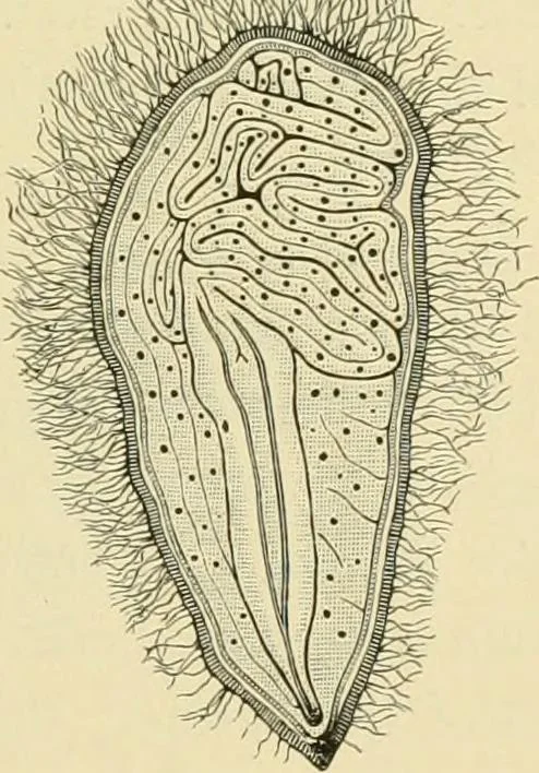 An illustration from The microscopy of vegetable foods, with special reference to the detection of adulteration and the diagnosis of mixtures, 1916, leaf 226