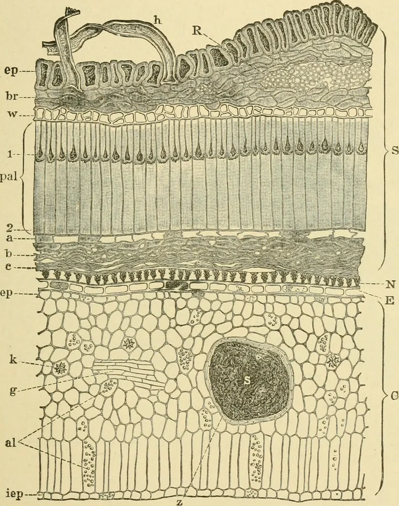 An illustration from The microscopy of vegetable foods, with special reference to the detection of adulteration and the diagnosis of mixtures, 1916, leaf 228