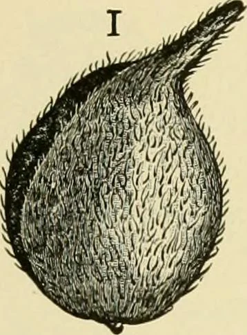 An illustration from The microscopy of vegetable foods, with special reference to the detection of adulteration and the diagnosis of mixtures, 1916, leaf 234