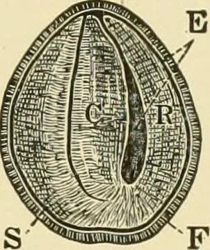 An illustration from The microscopy of vegetable foods, with special reference to the detection of adulteration and the diagnosis of mixtures, 1916, leaf 234