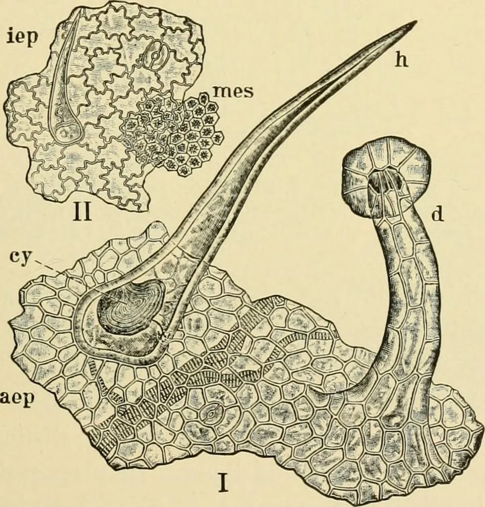 An illustration from The microscopy of vegetable foods, with special reference to the detection of adulteration and the diagnosis of mixtures, 1916, leaf 234