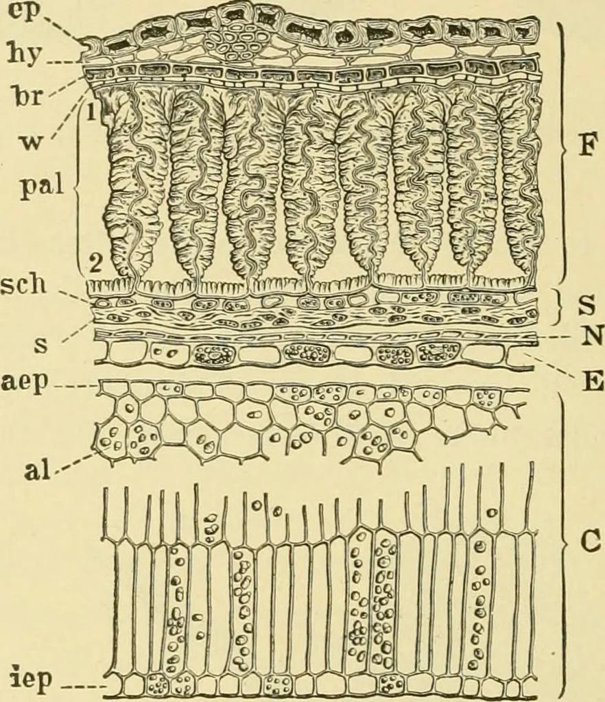 An illustration from The microscopy of vegetable foods, with special reference to the detection of adulteration and the diagnosis of mixtures, 1916, leaf 235