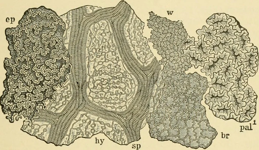 An illustration from The microscopy of vegetable foods, with special reference to the detection of adulteration and the diagnosis of mixtures, 1916, leaf 236