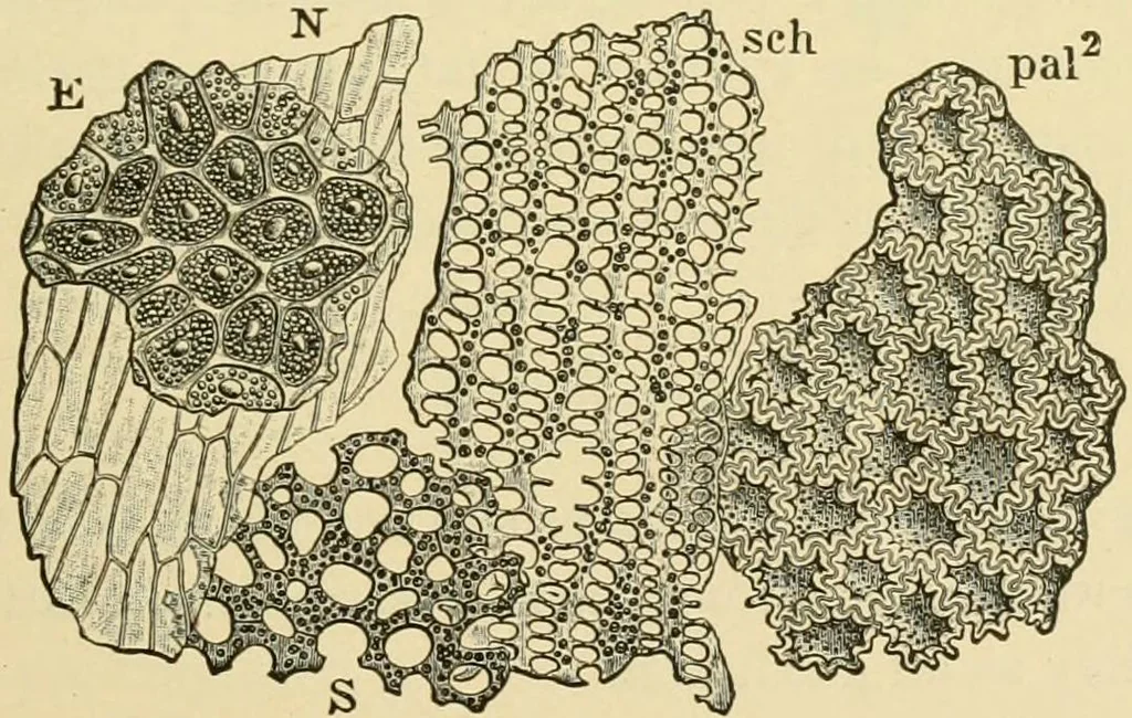 An illustration from The microscopy of vegetable foods, with special reference to the detection of adulteration and the diagnosis of mixtures, 1916, leaf 236