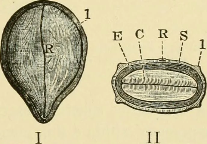 An illustration from The microscopy of vegetable foods, with special reference to the detection of adulteration and the diagnosis of mixtures, 1916, leaf 238