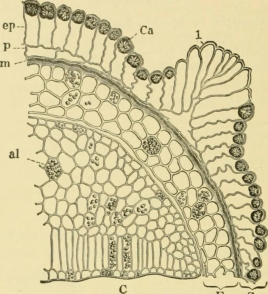 An illustration from The microscopy of vegetable foods, with special reference to the detection of adulteration and the diagnosis of mixtures, 1916, leaf 239