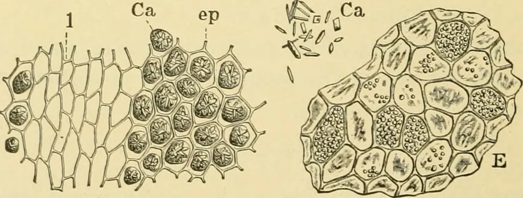 An illustration from The microscopy of vegetable foods, with special reference to the detection of adulteration and the diagnosis of mixtures, 1916, leaf 239