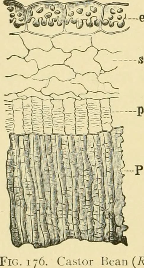 An illustration from The microscopy of vegetable foods, with special reference to the detection of adulteration and the diagnosis of mixtures, 1916, leaf 241