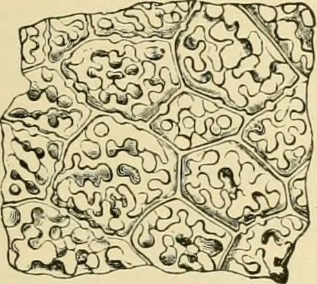 An illustration from The microscopy of vegetable foods, with special reference to the detection of adulteration and the diagnosis of mixtures, 1916, leaf 242