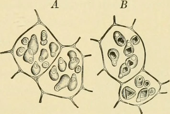 An illustration from The microscopy of vegetable foods, with special reference to the detection of adulteration and the diagnosis of mixtures, 1916, leaf 242