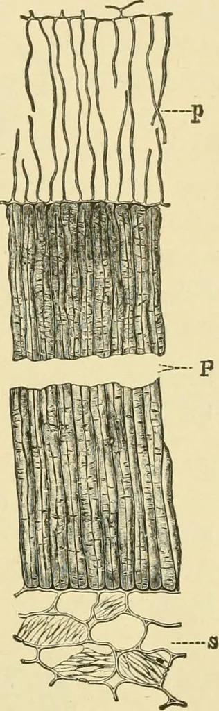 An illustration from The microscopy of vegetable foods, with special reference to the detection of adulteration and the diagnosis of mixtures, 1916, leaf 244