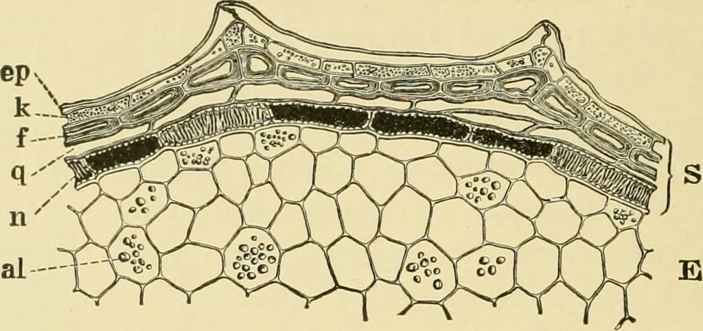 An illustration from The microscopy of vegetable foods, with special reference to the detection of adulteration and the diagnosis of mixtures, 1916, leaf 245