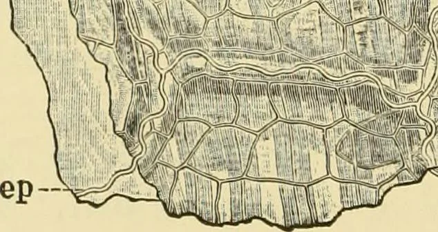 An illustration from The microscopy of vegetable foods, with special reference to the detection of adulteration and the diagnosis of mixtures, 1916, leaf 245