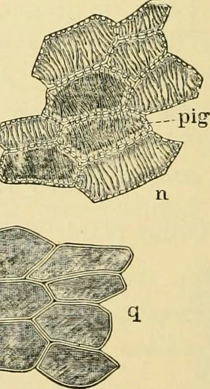 An illustration from The microscopy of vegetable foods, with special reference to the detection of adulteration and the diagnosis of mixtures, 1916, leaf 245