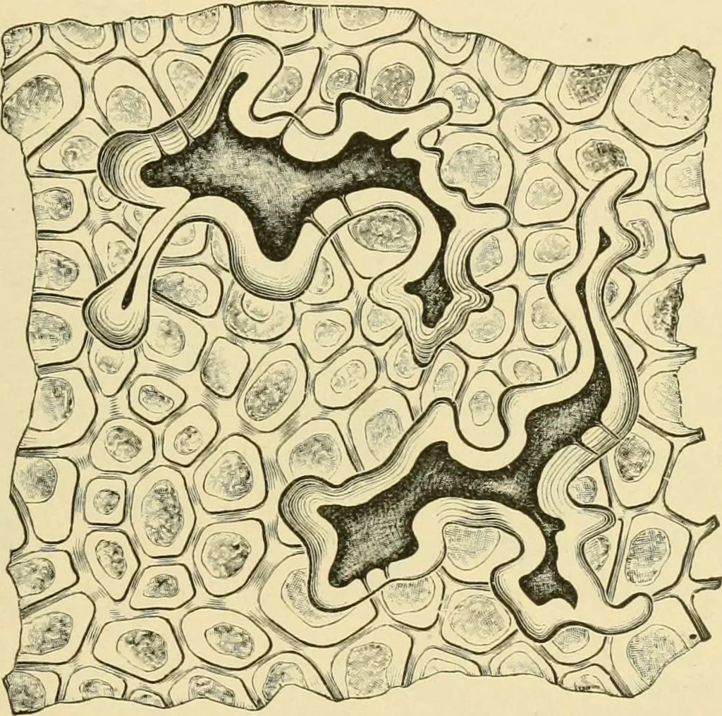 An illustration from The microscopy of vegetable foods, with special reference to the detection of adulteration and the diagnosis of mixtures, 1916, leaf 248