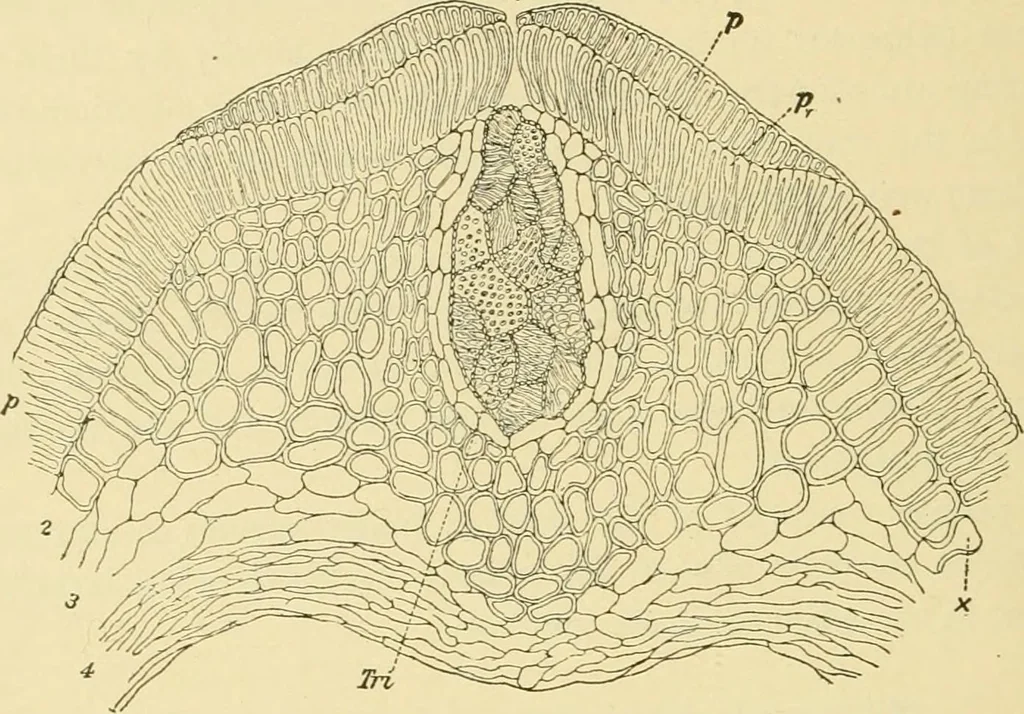 An illustration from The microscopy of vegetable foods, with special reference to the detection of adulteration and the diagnosis of mixtures, 1916, leaf 253