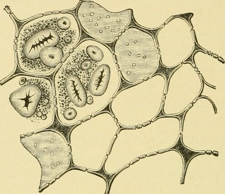 An illustration from The microscopy of vegetable foods, with special reference to the detection of adulteration and the diagnosis of mixtures, 1916, leaf 259