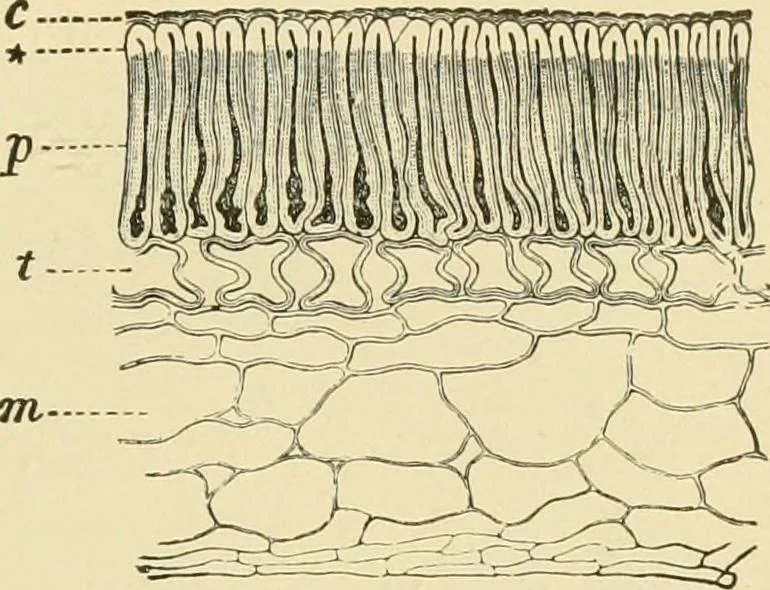 An illustration from The microscopy of vegetable foods, with special reference to the detection of adulteration and the diagnosis of mixtures, 1916, leaf 262