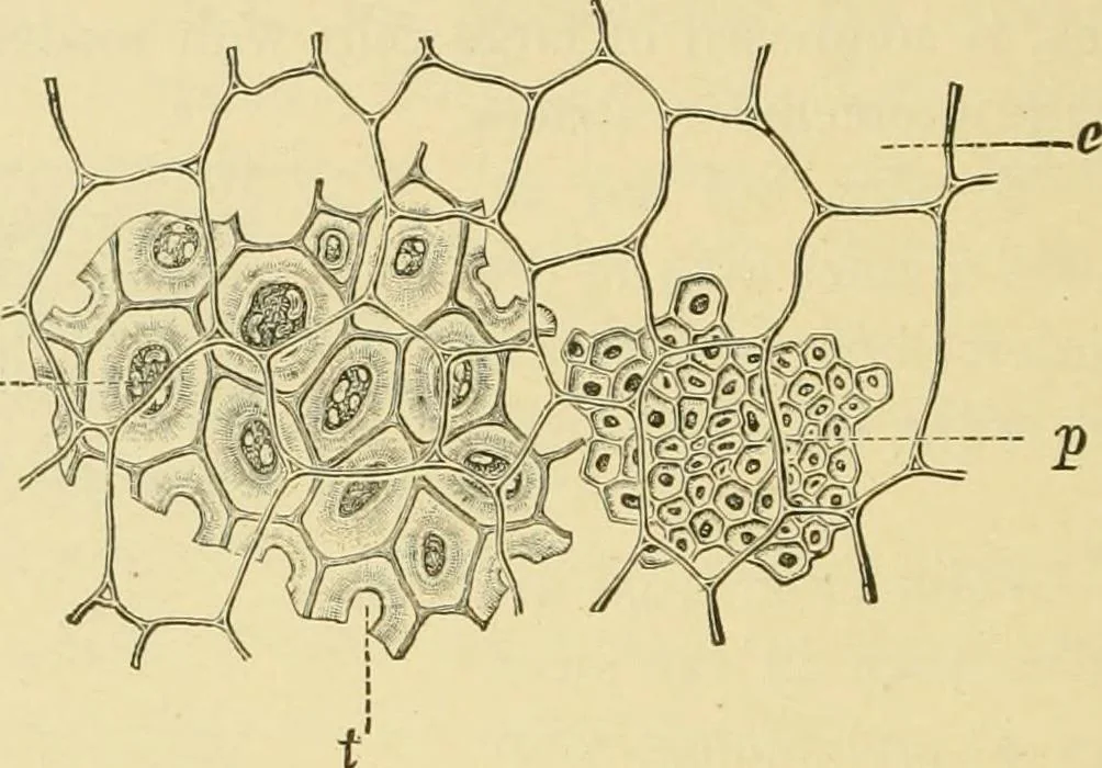 An illustration from The microscopy of vegetable foods, with special reference to the detection of adulteration and the diagnosis of mixtures, 1916, leaf 263