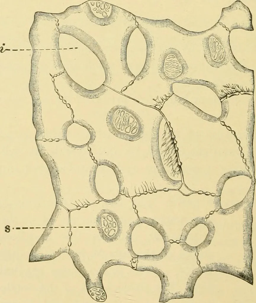 An illustration from The microscopy of vegetable foods, with special reference to the detection of adulteration and the diagnosis of mixtures, 1916, leaf 263