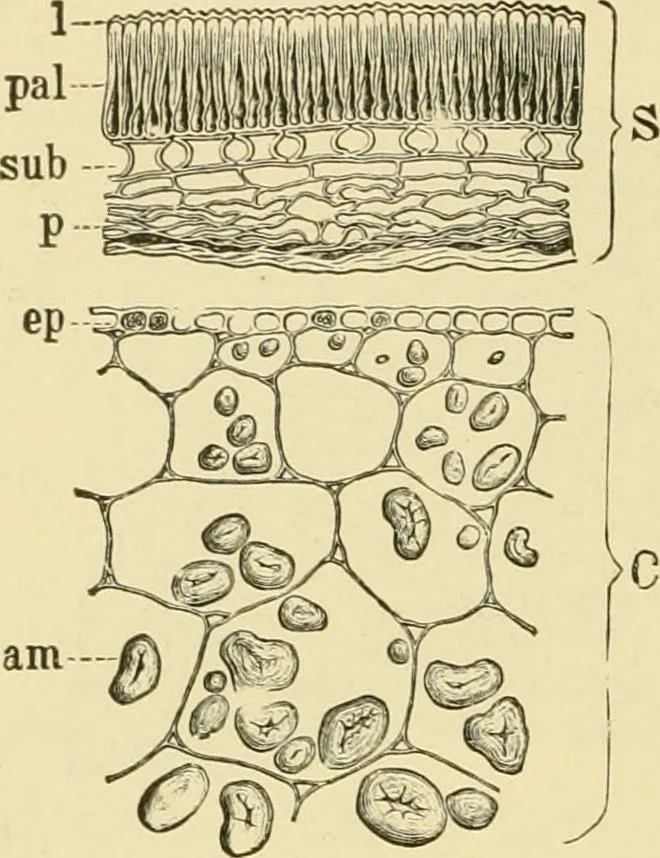 An illustration from The microscopy of vegetable foods, with special reference to the detection of adulteration and the diagnosis of mixtures, 1916, leaf 265