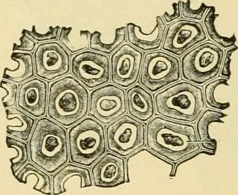 An illustration from The microscopy of vegetable foods, with special reference to the detection of adulteration and the diagnosis of mixtures, 1916, leaf 265
