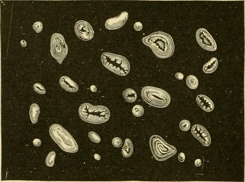 An illustration from The microscopy of vegetable foods, with special reference to the detection of adulteration and the diagnosis of mixtures, 1916, leaf 265