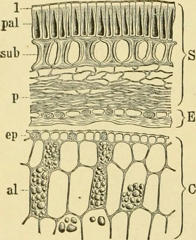 An illustration from The microscopy of vegetable foods, with special reference to the detection of adulteration and the diagnosis of mixtures, 1916, leaf 267